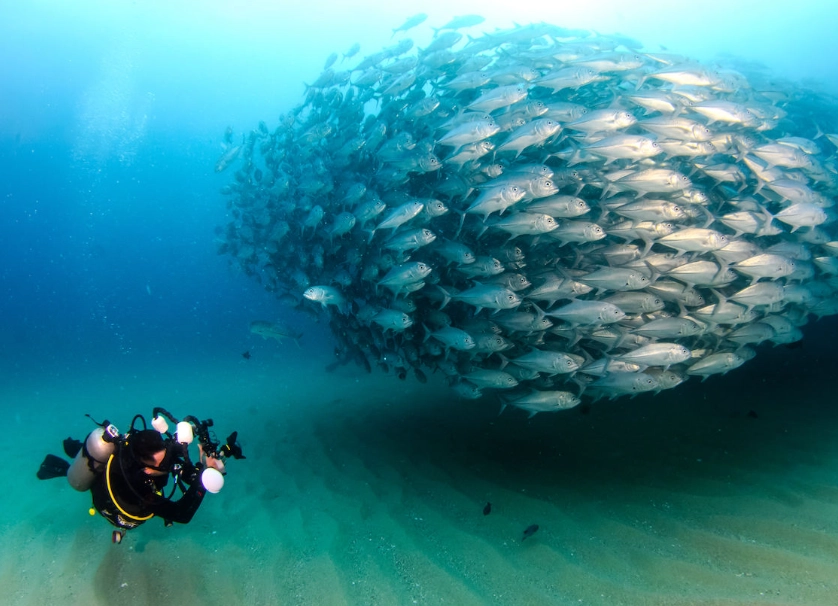 best diving in Mexico best diving in Mexico