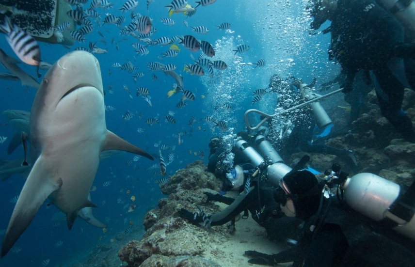 scuba diving safety rules scuba diving safety rules