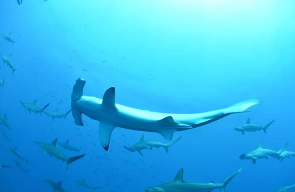 1/3 rule diving 1/3 rule diving