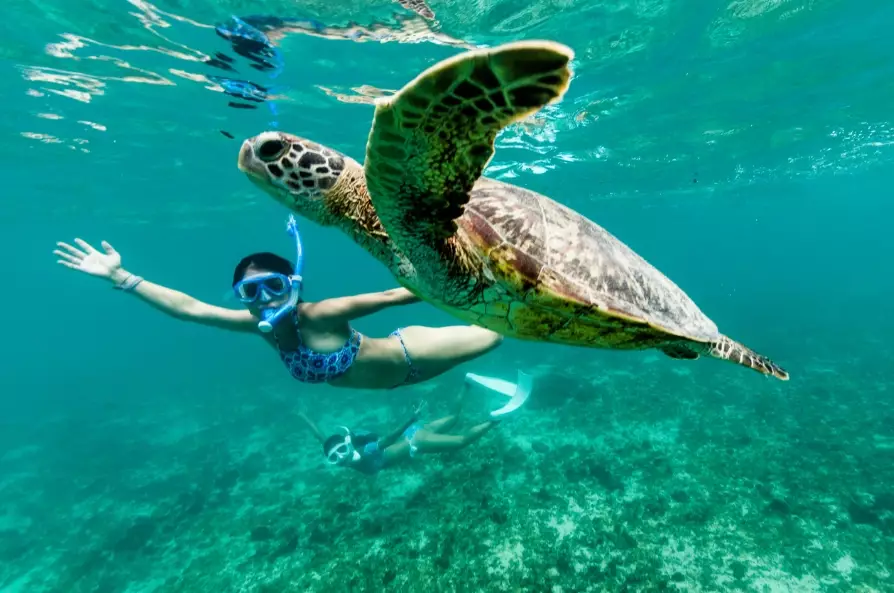 best places to swim with turtles