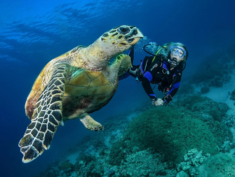 best places to dive with turtles best places to dive with turtles
