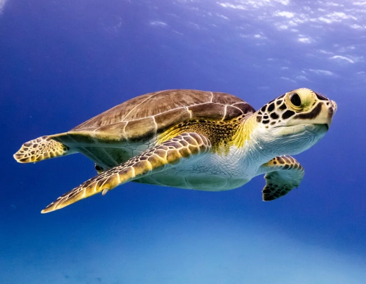 best places to swim with turtles