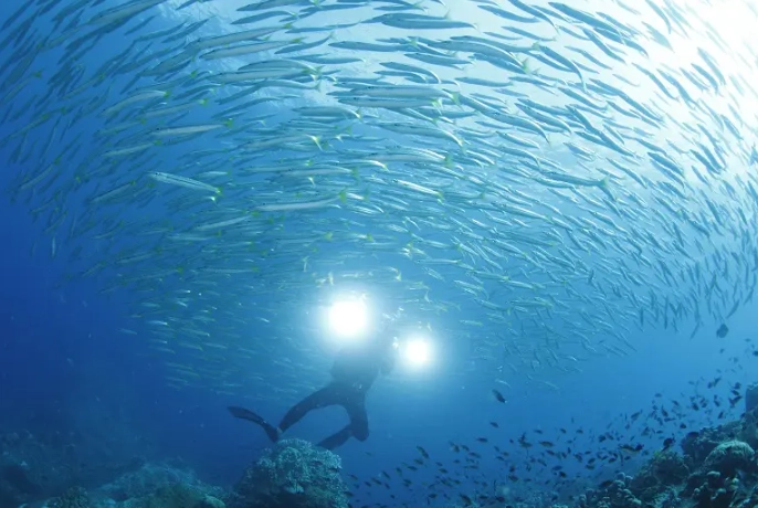 best time to dive in Thailand best time to dive in Thailand