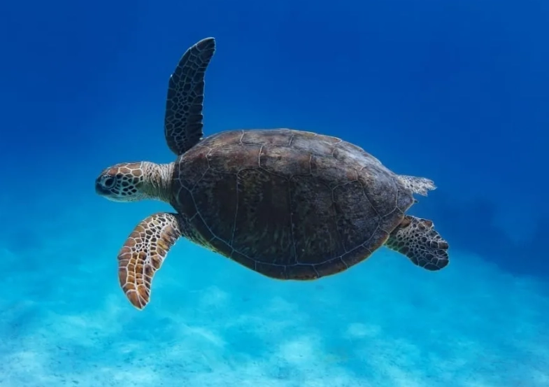 European turtle swimming spots