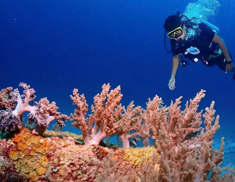 best time to dive in Thailand best time to dive in Thailand