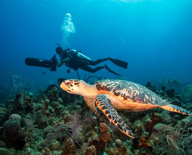 best places to dive with turtles best places to dive with turtles