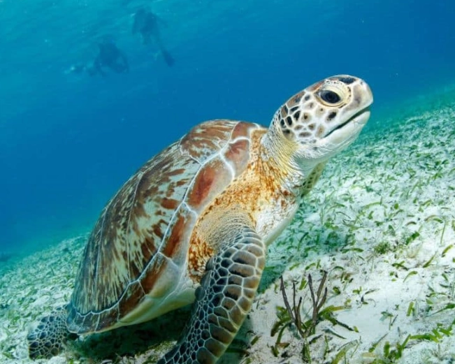 scuba diving with sea turtles scuba diving with sea turtles