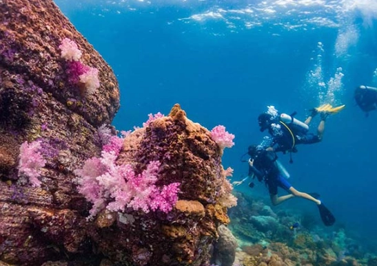 best diving in Thailand best diving in Thailand