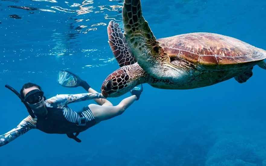 swim with turtles Europe