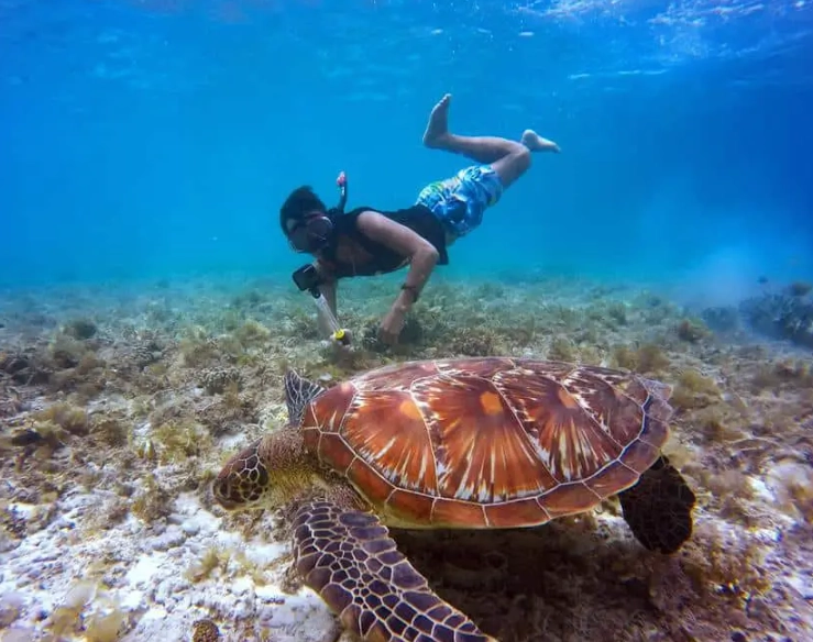 where to see sea turtles in Florida