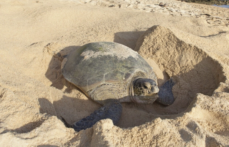 best time to see sea turtles Florida best time to see sea turtles Florida