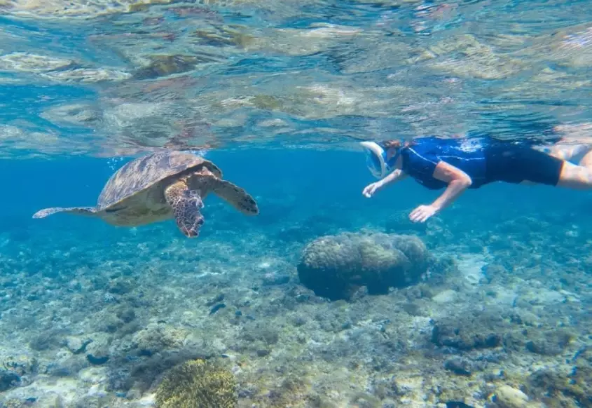 why not touch sea turtles why not touch sea turtles