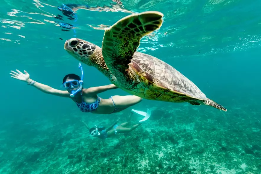 where to swim with sea turtles