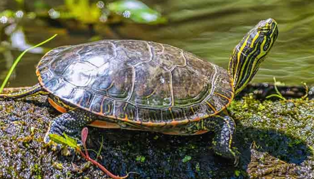 turtles in Colorado