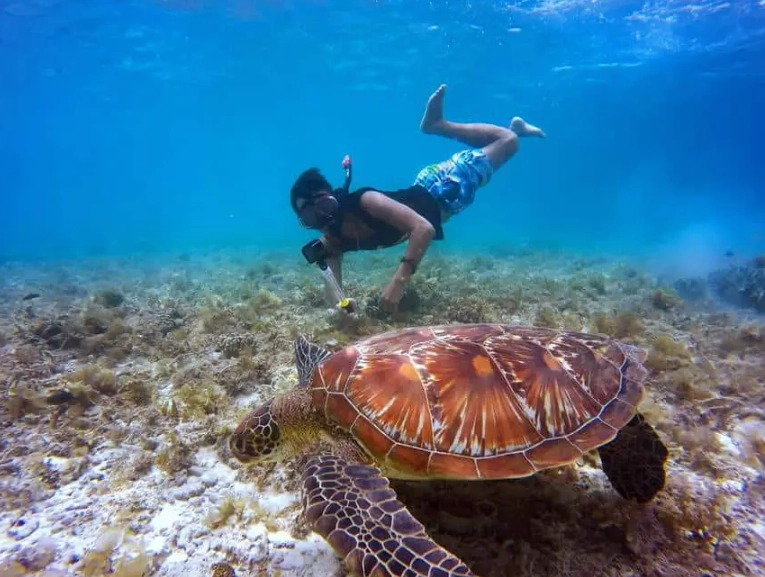 where to see sea turtles Florida