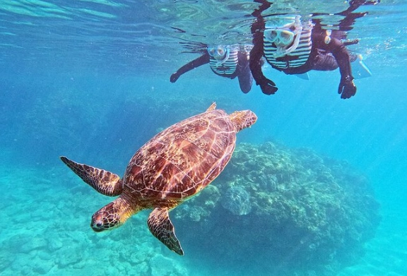 snorkeling with sea turtles Florida