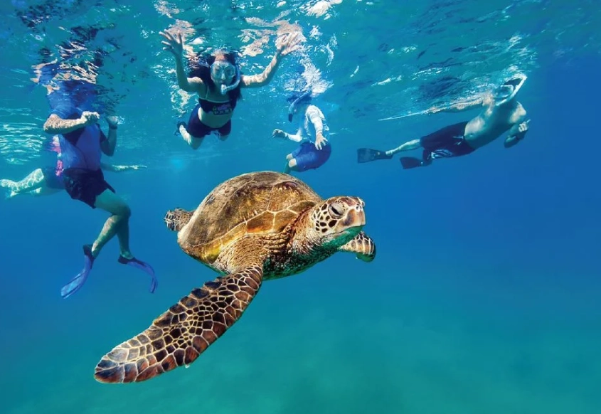where to see sea turtles Florida