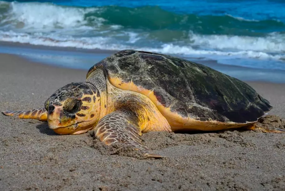 Florida turtle walks Florida turtle walks