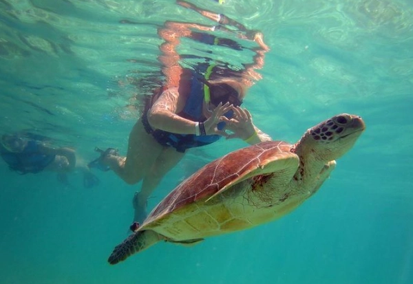 Florida turtle walks Florida turtle walks