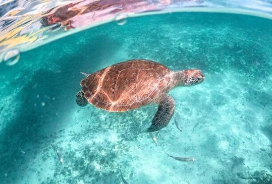 Florida turtle walks Florida turtle walks