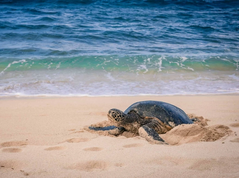 sea turtle nesting season