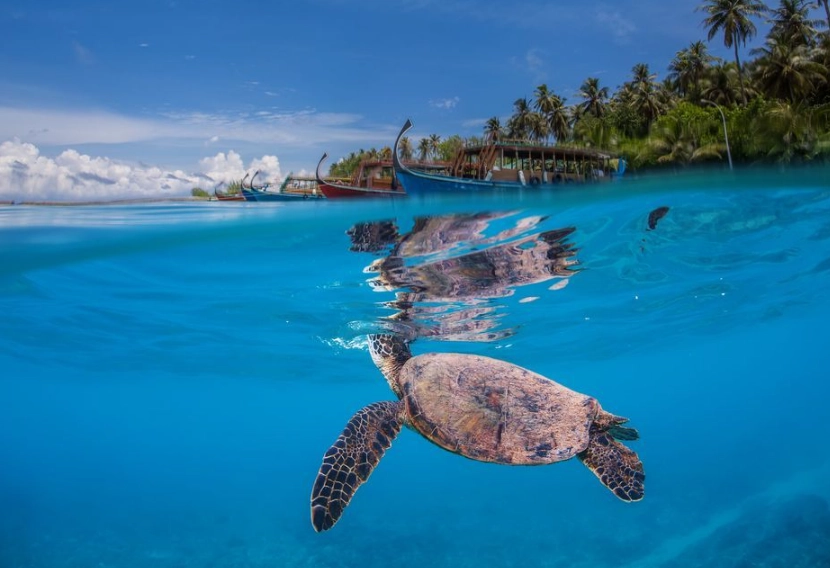 sea turtle nesting season