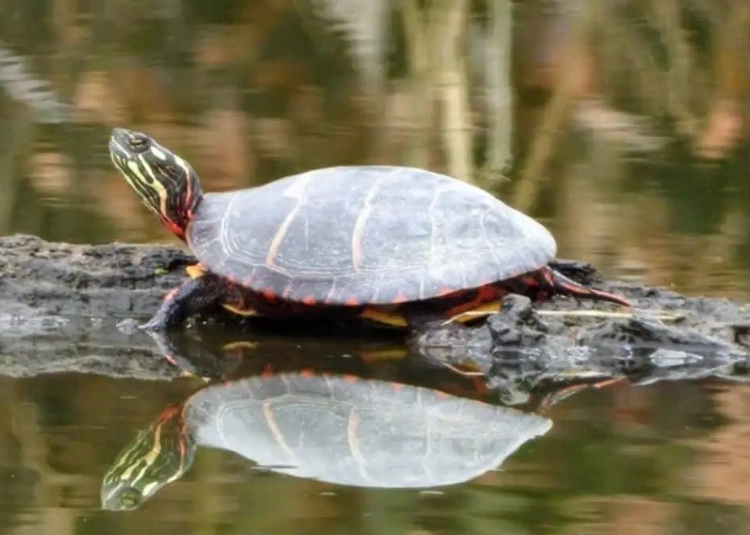 Colorado native turtles