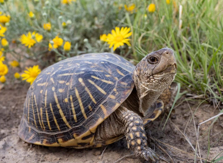 Colorado native turtles