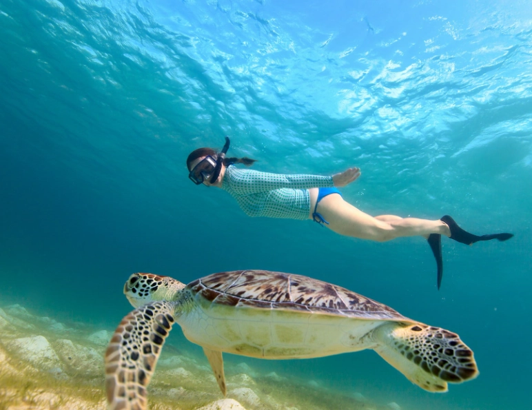 snorkeling with sea turtles rules snorkeling with sea turtles rules