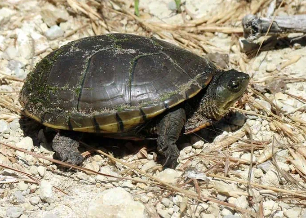 where to see turtles in Colorado
