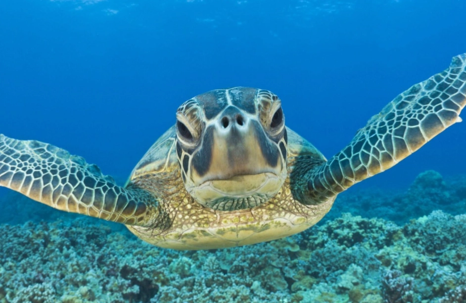snorkeling with sea turtles Florida