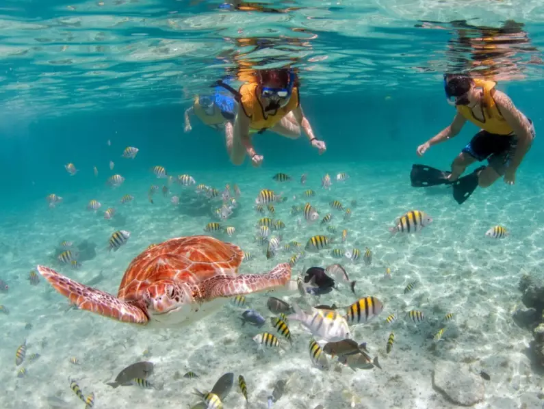 sea turtle snorkeling tours