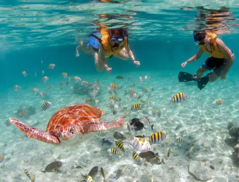 swim with sea turtles USA