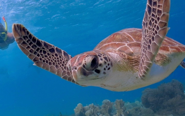 touch sea turtles snorkeling touch sea turtles snorkeling
