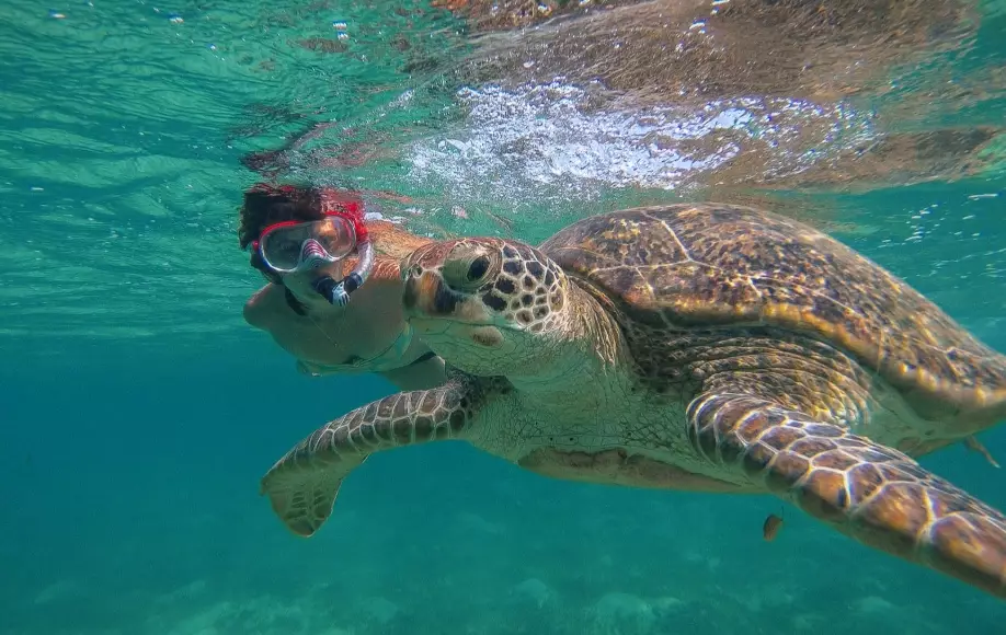Florida sea turtle snorkeling
