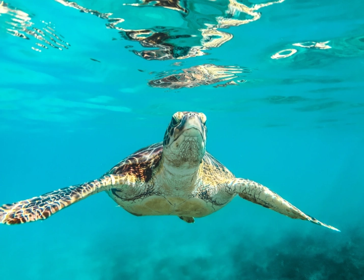 sea turtle snorkeling US