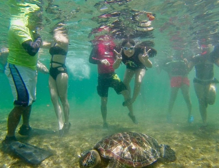 best time to see sea turtles Florida best time to see sea turtles Florida