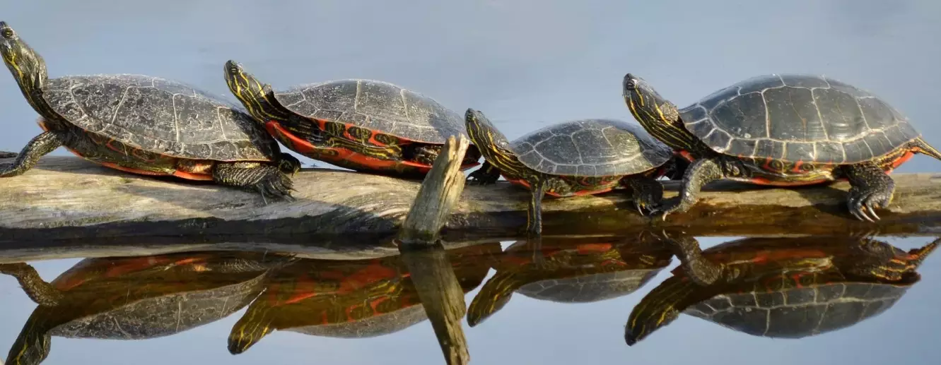 turtles in Colorado