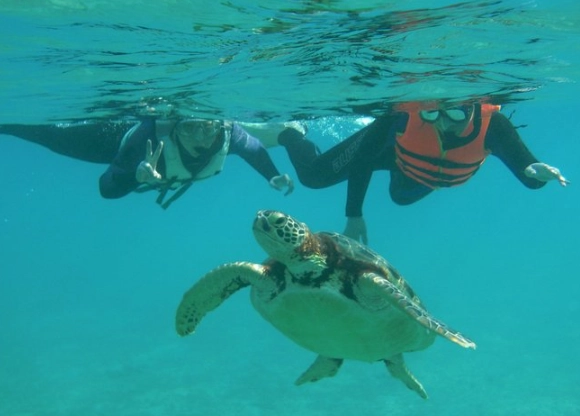 best time to see sea turtles Florida best time to see sea turtles Florida