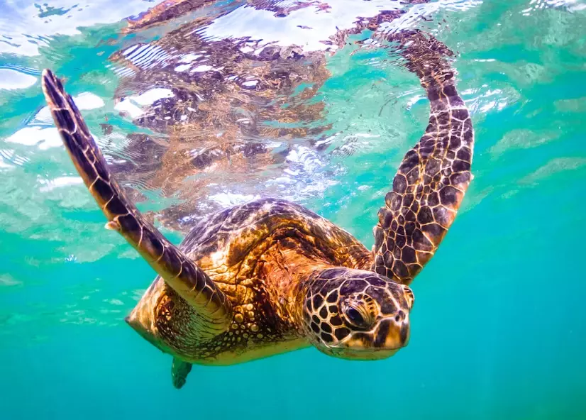swim with sea turtles USA