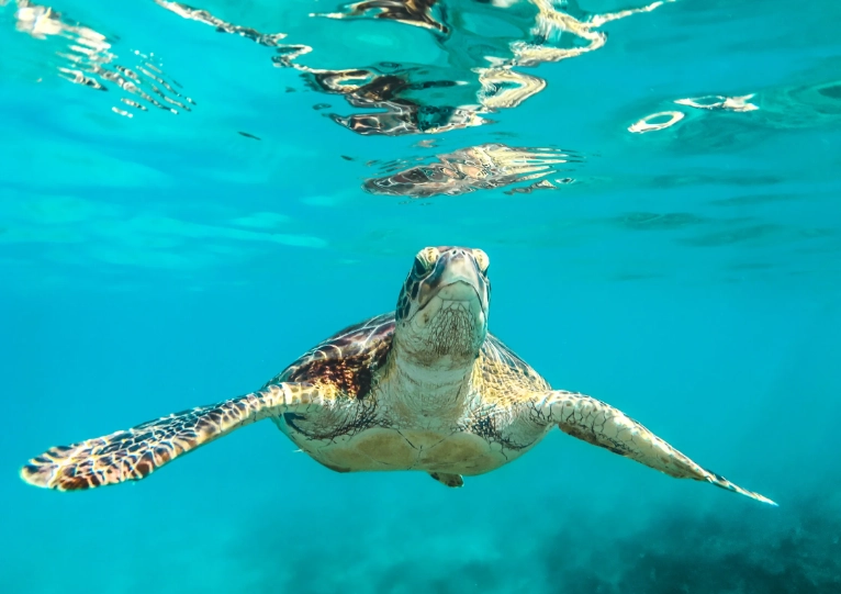 swim with turtles Italy swim with turtles Italy