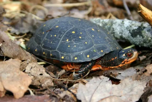 NY sea turtle sightings NY sea turtle sightings