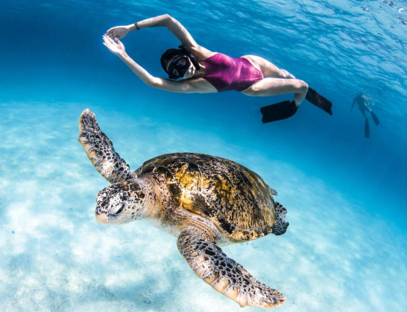 swim with sea turtles safe