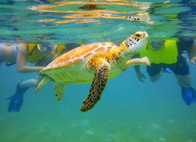 Loggerhead turtle Greece Loggerhead turtle Greece