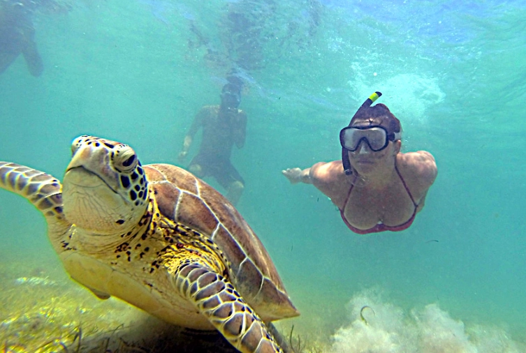safe sea turtle interaction