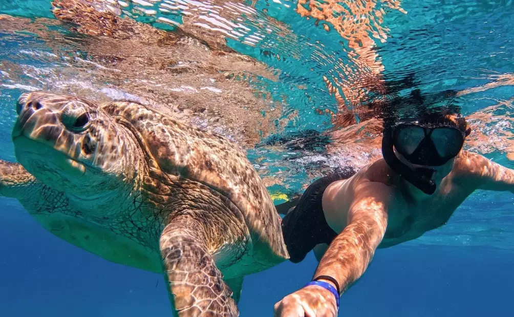 Miami sea turtle snorkeling Miami sea turtle snorkeling