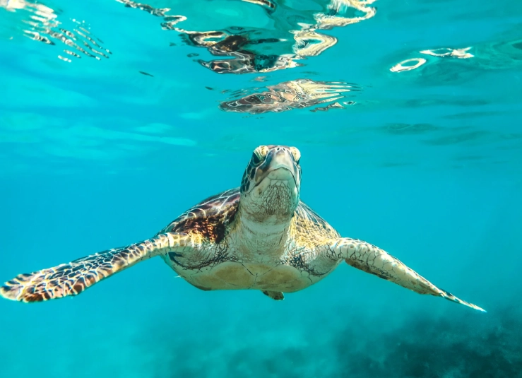 swim with sea turtles safe