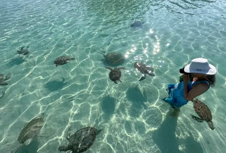 where to see sea turtles in Miami where to see sea turtles in Miami