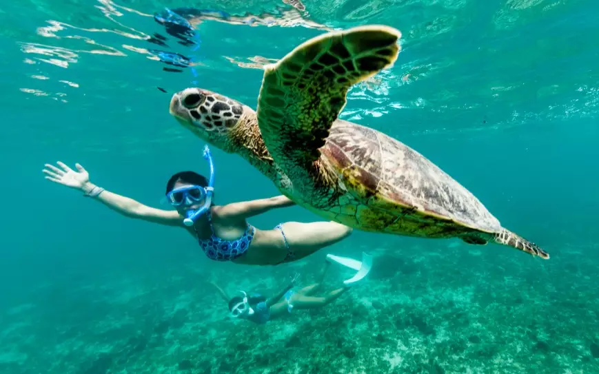 best places to swim with sea turtles best places to swim with sea turtles