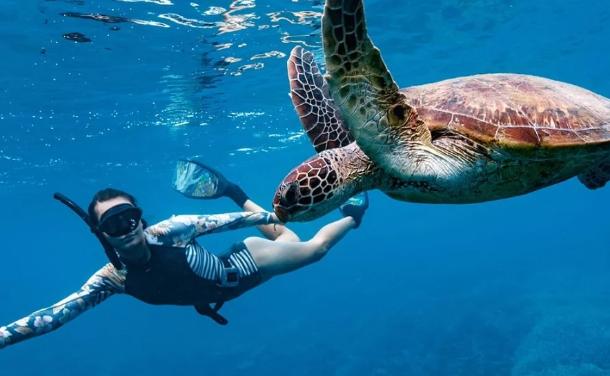 Loggerhead turtle Greece Loggerhead turtle Greece